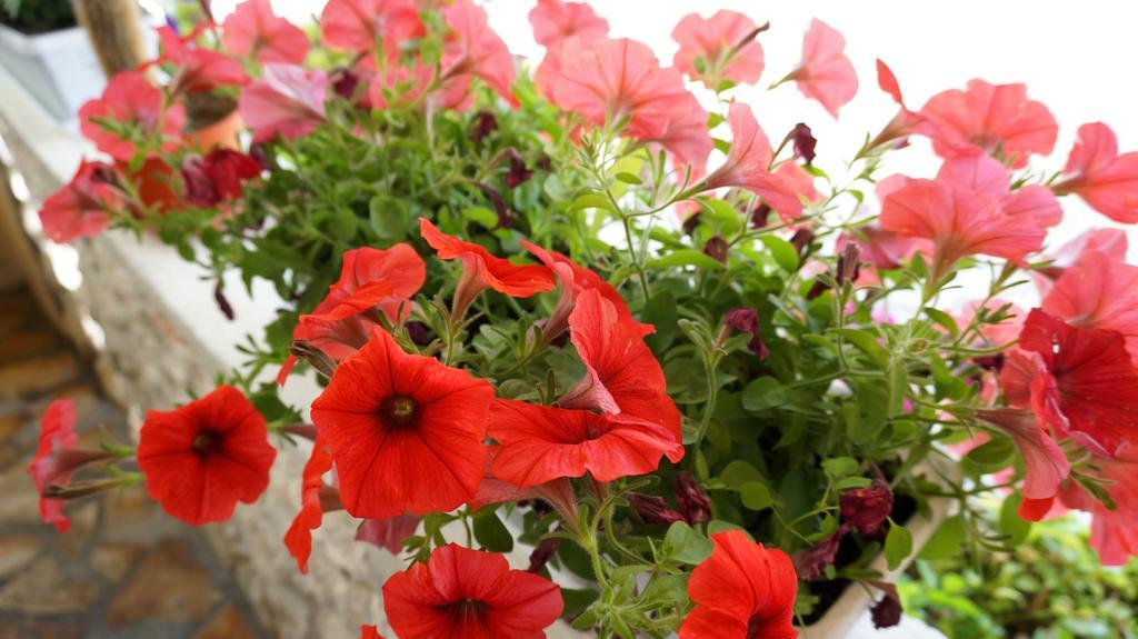 Apartments Red Rose نين المظهر الخارجي الصورة