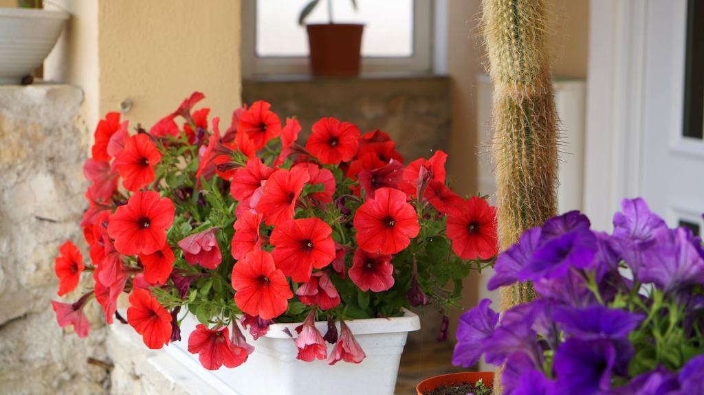 Apartments Red Rose نين المظهر الخارجي الصورة